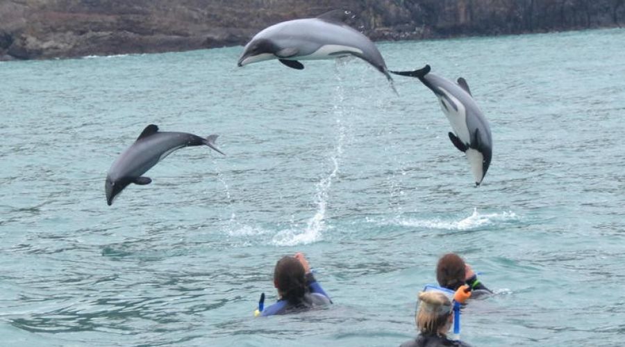 akaroa dolphin swim