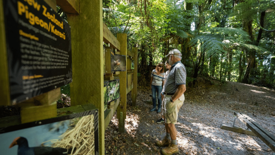 Ancient Forest Guided Tour