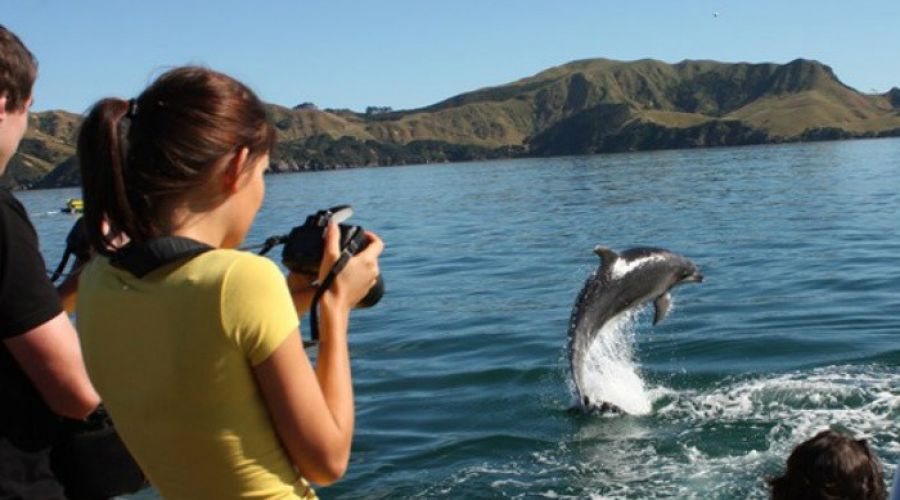 Dolphin Eco Cruise