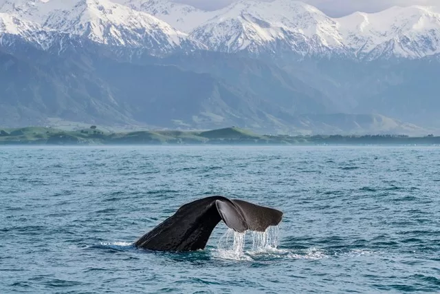 Kaikoura whale watch day tour from Christchurch, Photo Credit: Miles Holden