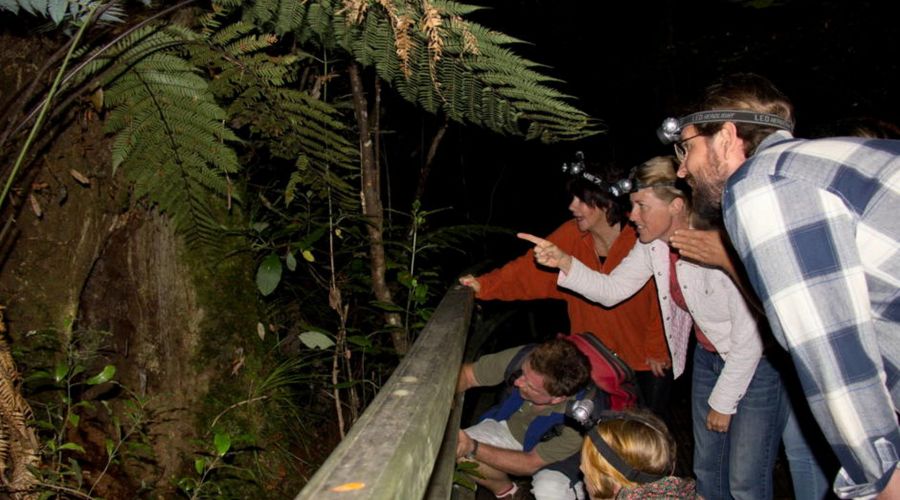 Puketi Night Walk