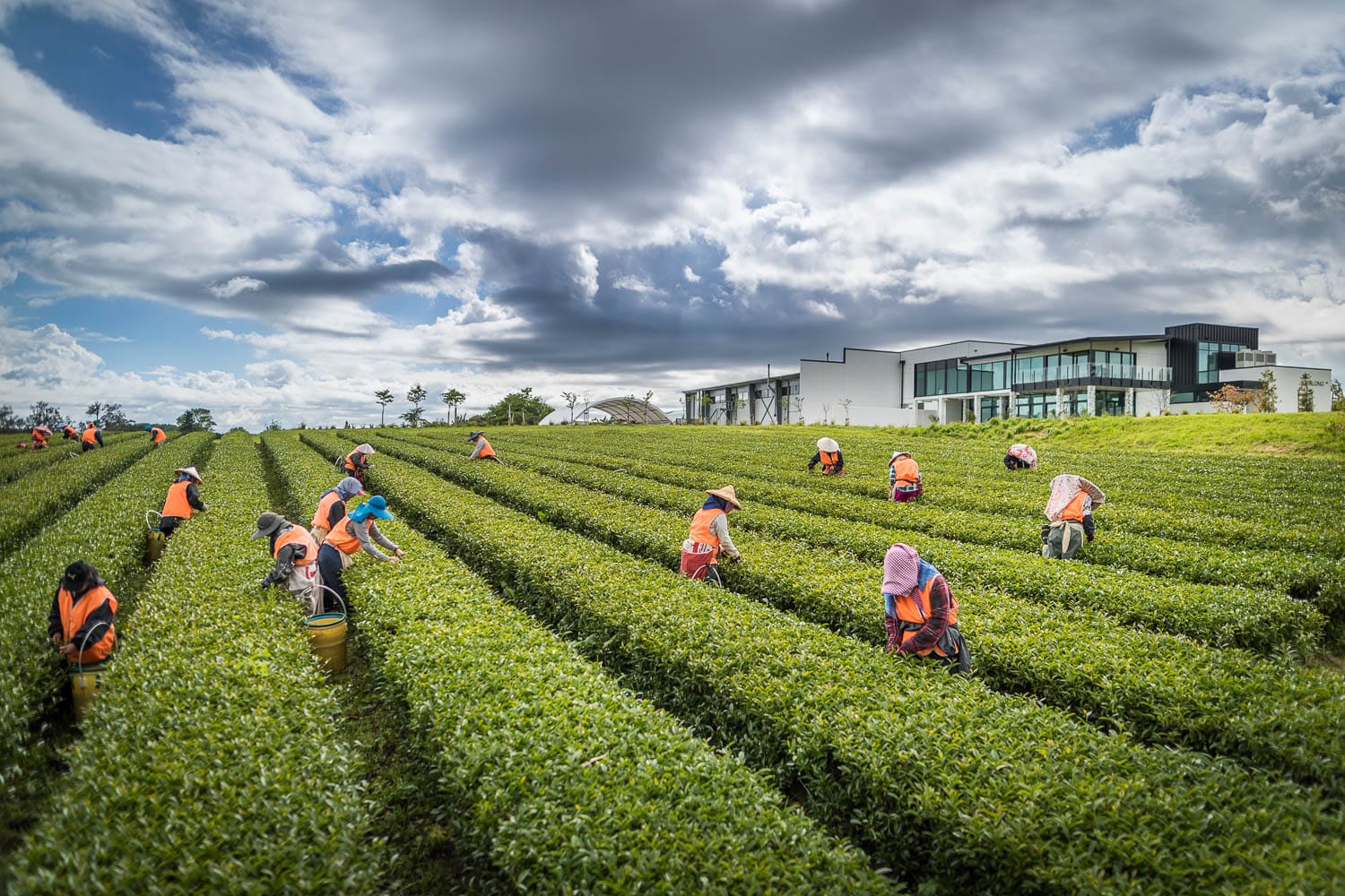 Zealong Discover Tea Experience