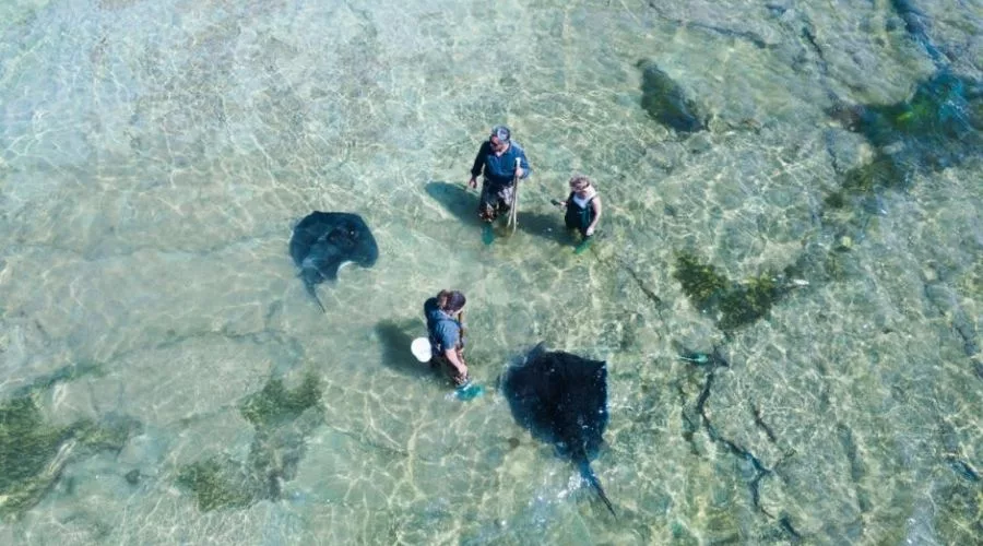 Wild Stingrays Tour Gisborne