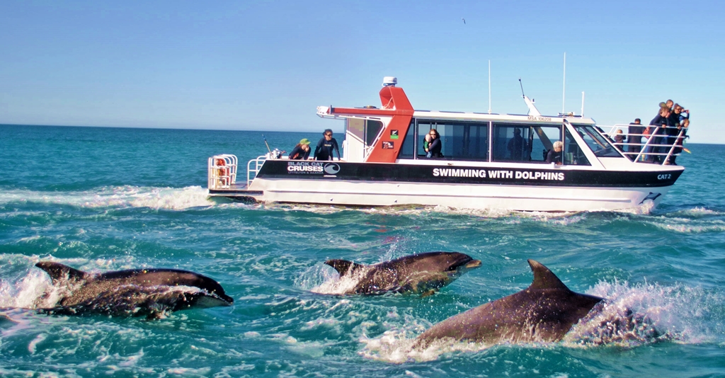 Akaroa Harbour Nature Cruise