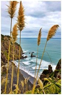 Coast and Rainforest Walk