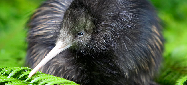 Rainbow Springs Kiwi Encounter