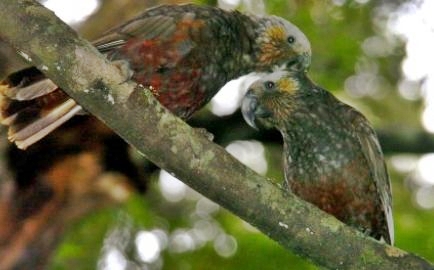 Ulva Island Birds & Forest Tour, Stewart Island