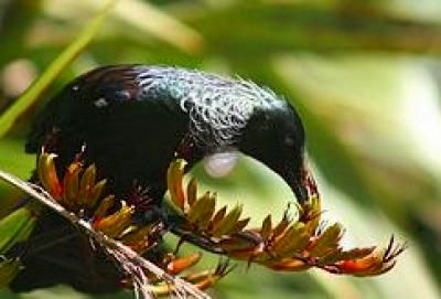 Zealandia Karori Wildlife Sanctuary