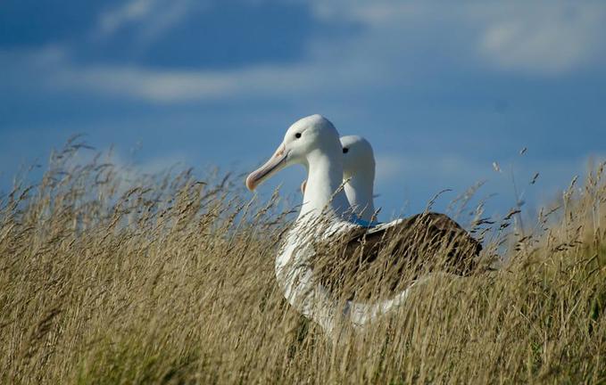 Royal Albatross Centre Tour Dunedin