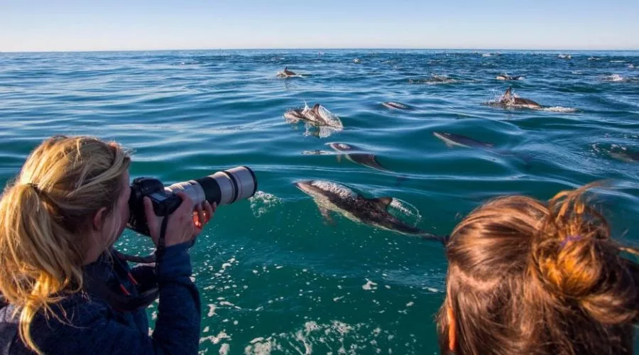 dolphin-encounter
