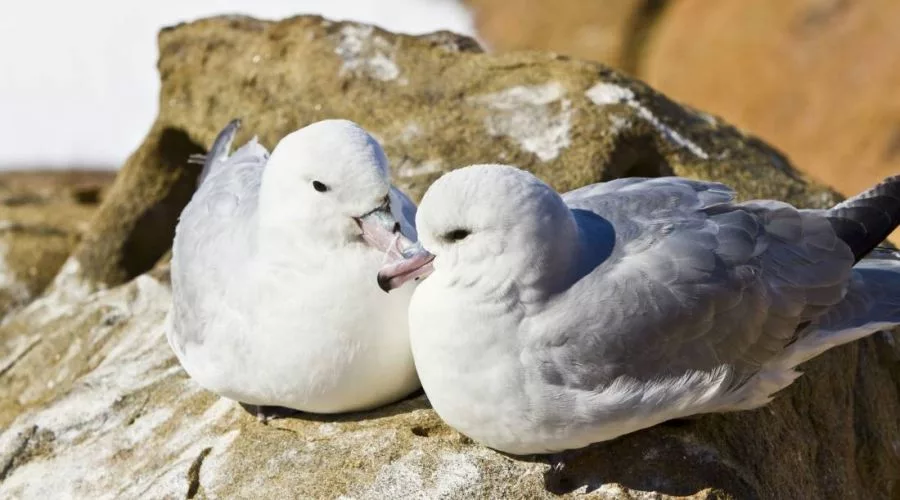 Albatross & Seabird Watching Tour Kaikoura
