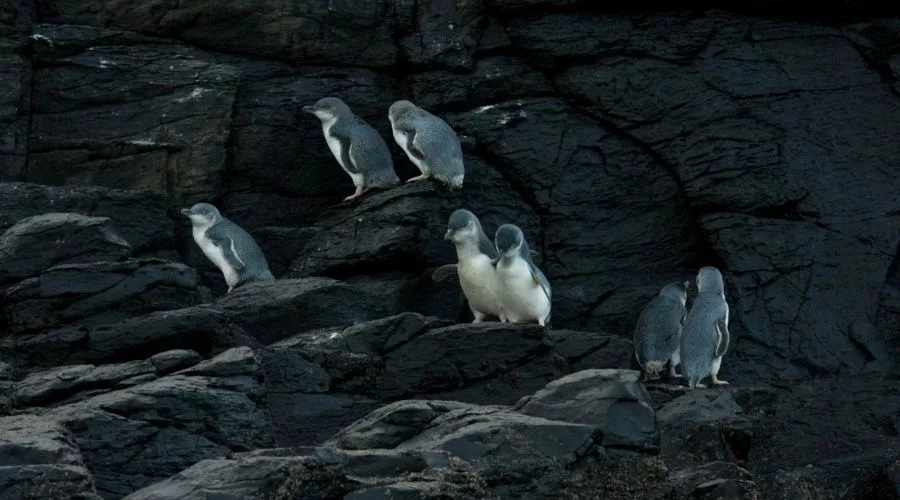 Pohatu Penguin Tour from Akaroa Village