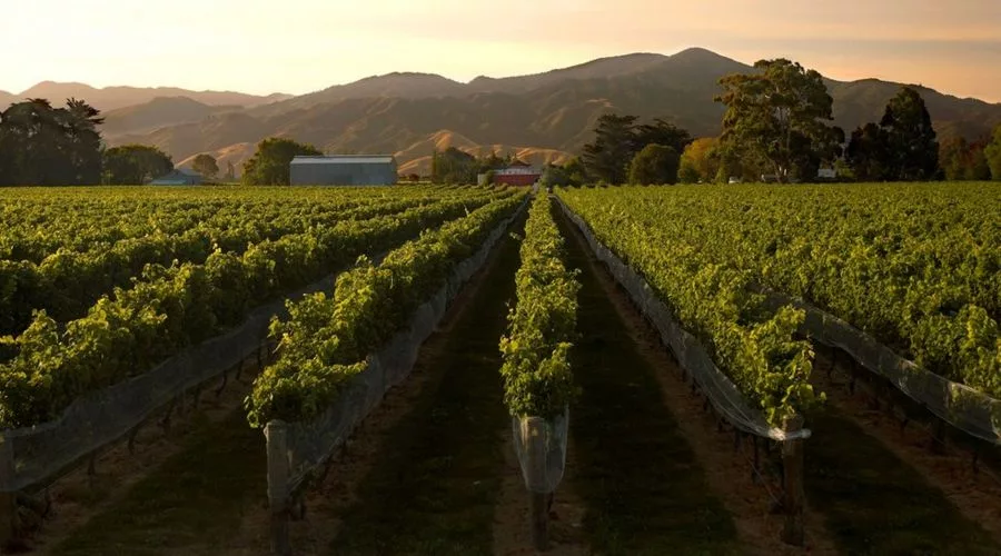 Marlborough Wine Tour