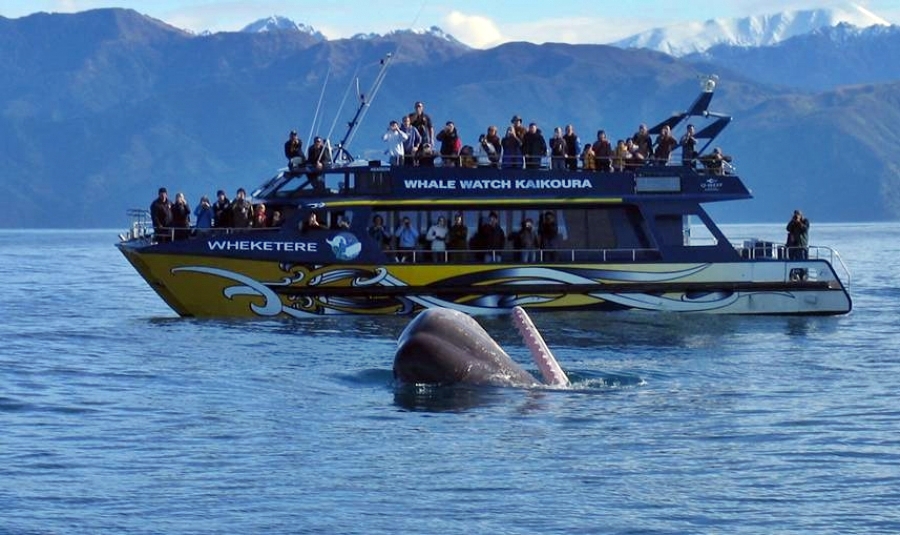 Whale Watching Cruise Kaikoura, Photo Credit: whalewatch.co.nz
