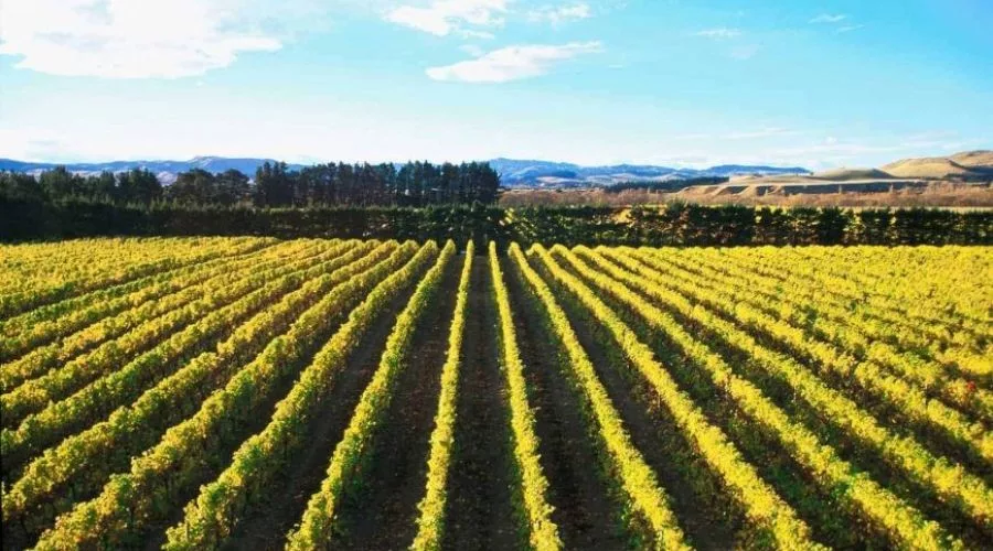 Waipara Wine Trail with Lunch