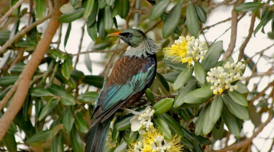 Kapiti Island Full Day Tour