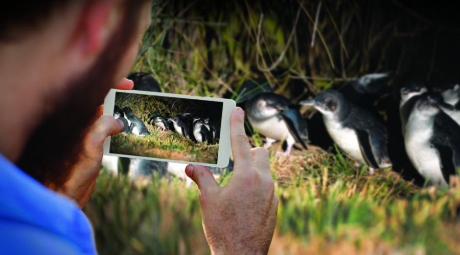 Blue Penguins Pukekura Tour