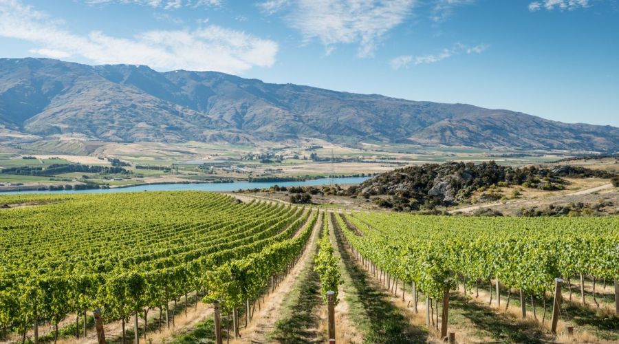 Classic Wine Tour: Taste the Best of Central Otago