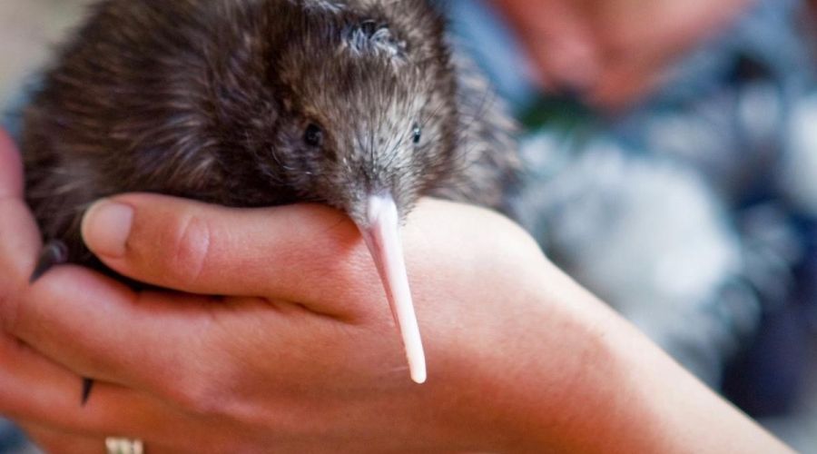 National Kiwi Hatchery Tour