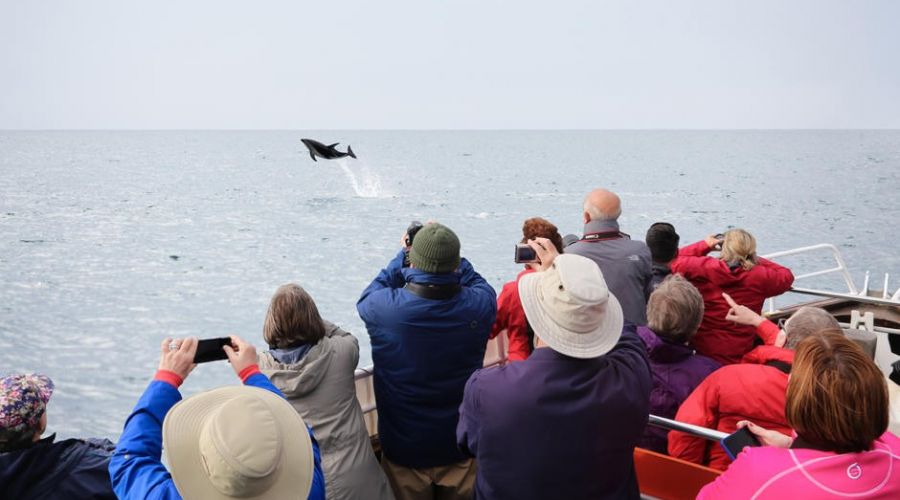 Monarch Wildlife Cruise – 1 Hour