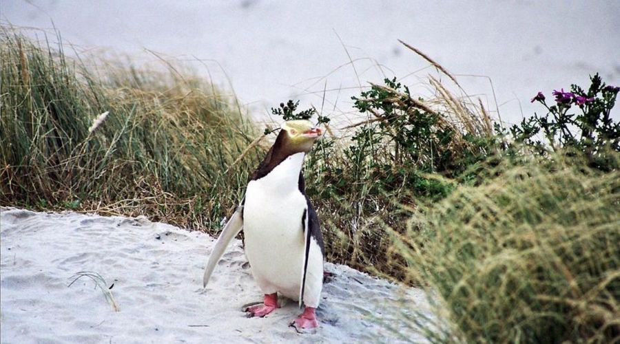 Penguin Express Coach Tour