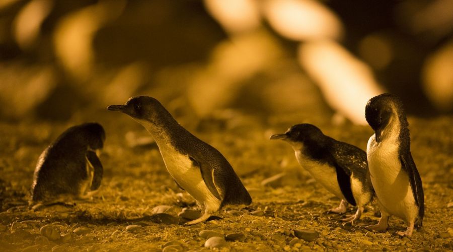 Premium Entry Evening Viewing: Exclusive Wildlife Experience at Sunset