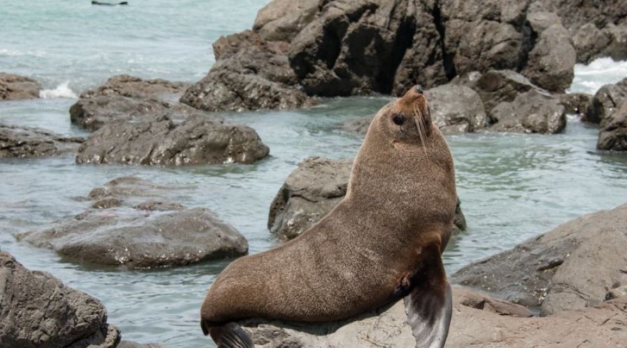 Seal Coast Safari