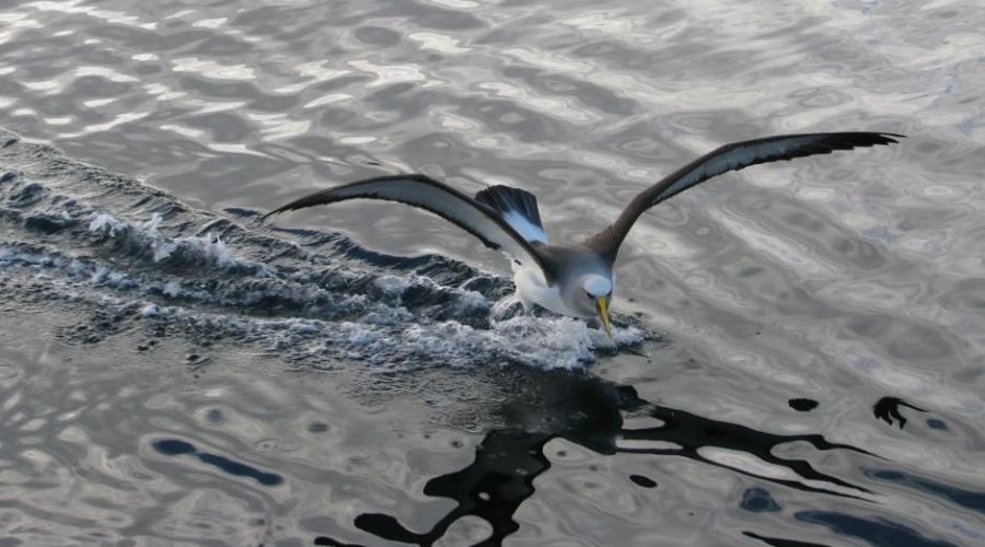 Ulva Island Bird Sanctuary Half-Day Guided Walk