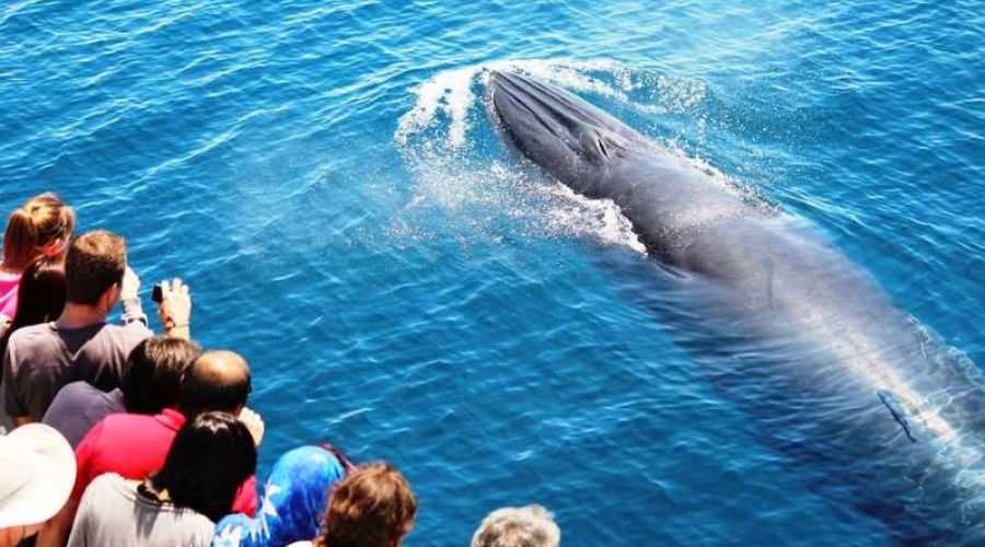 Whale & Dolphin Conservation Cruise