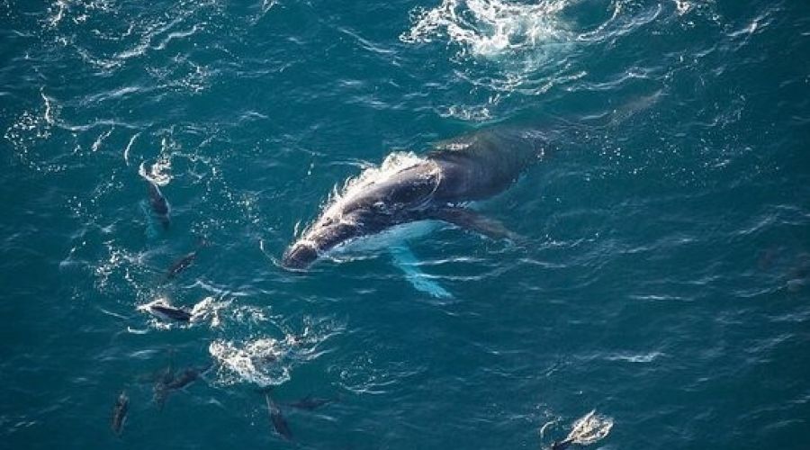 Whale Watch Fixed Wing Flight
