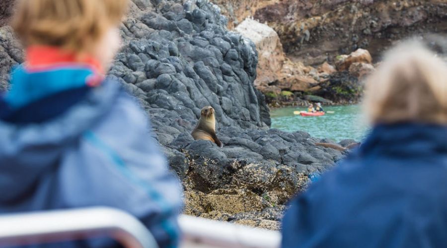 Wildlife Cruise with Transport