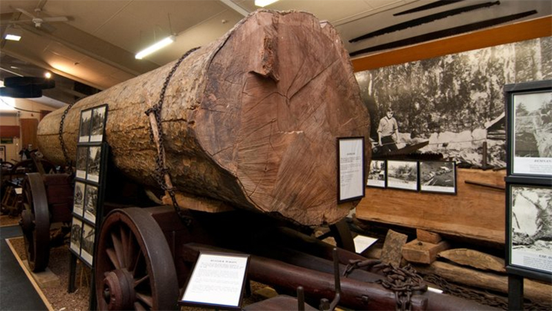 Kauri Museum – Matakohe Experience