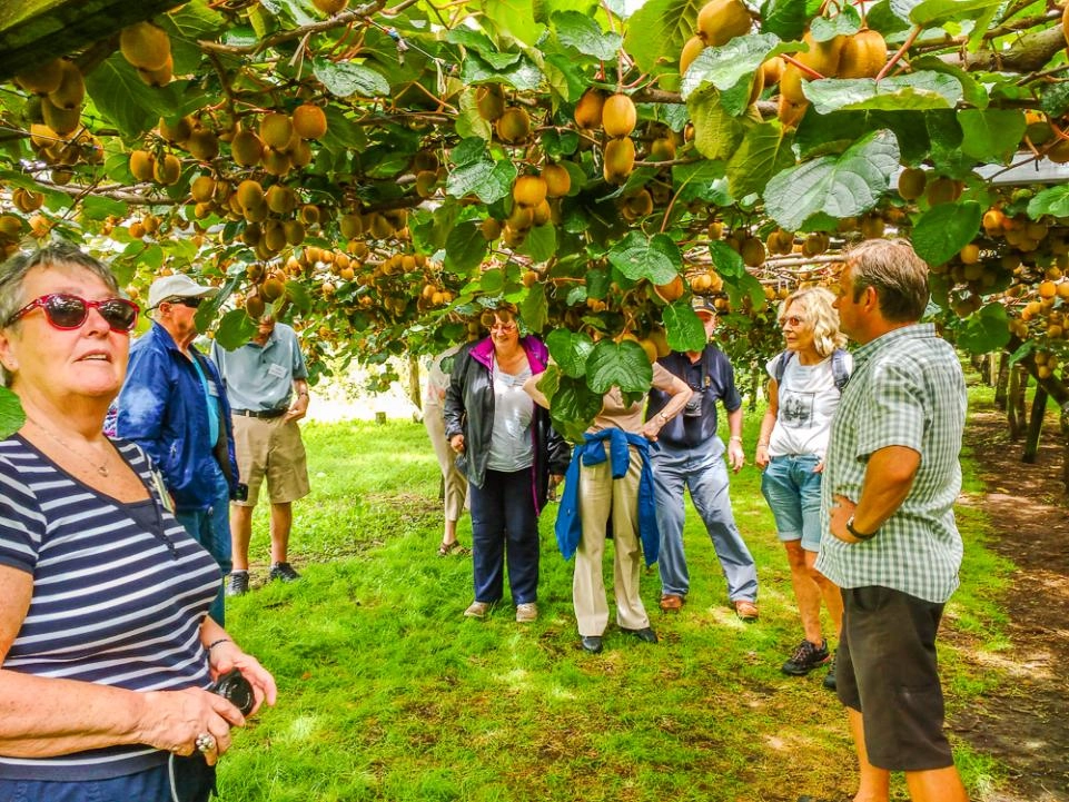 kiwifruit-country-tour