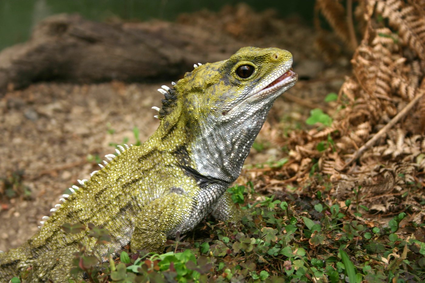 12 Day South Island Coach Tour: Wild & Wonderful