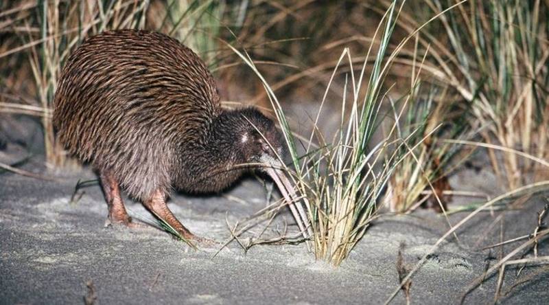 Evening Kiwi Spotting Tour: New Zealand’s Iconic Nighttime Birdlife