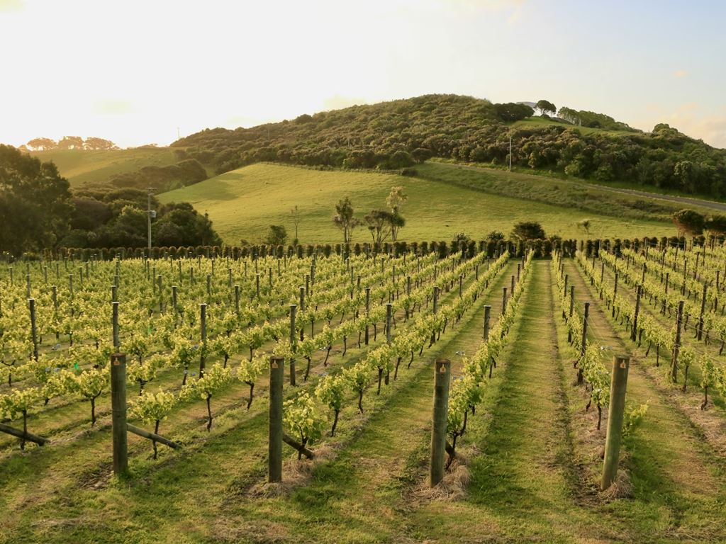 Vineyard & Agri-Tourism in New Zealand