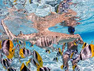 snorkeling-half-day-group-motu