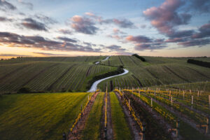 New Zealand Wine Tours