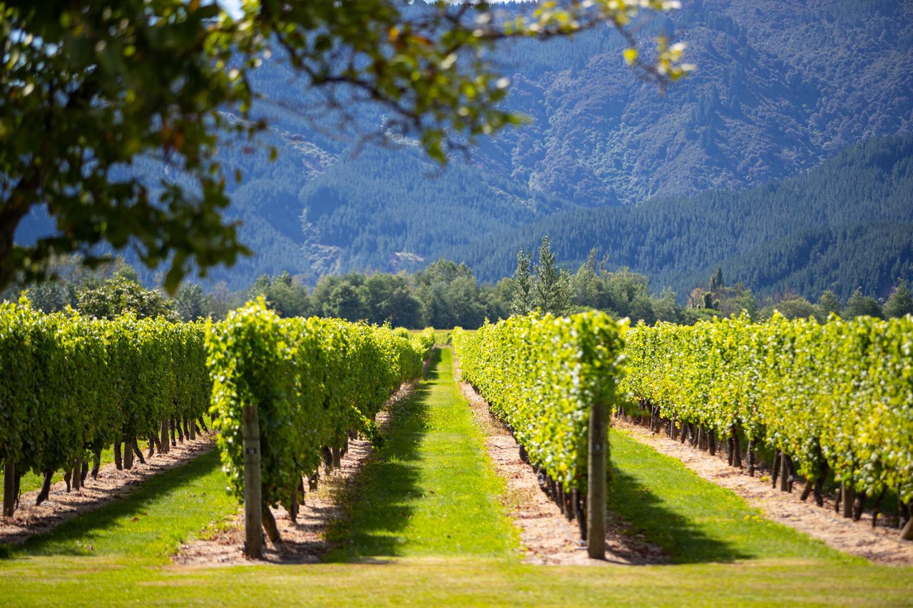 New Zealand vineyards
