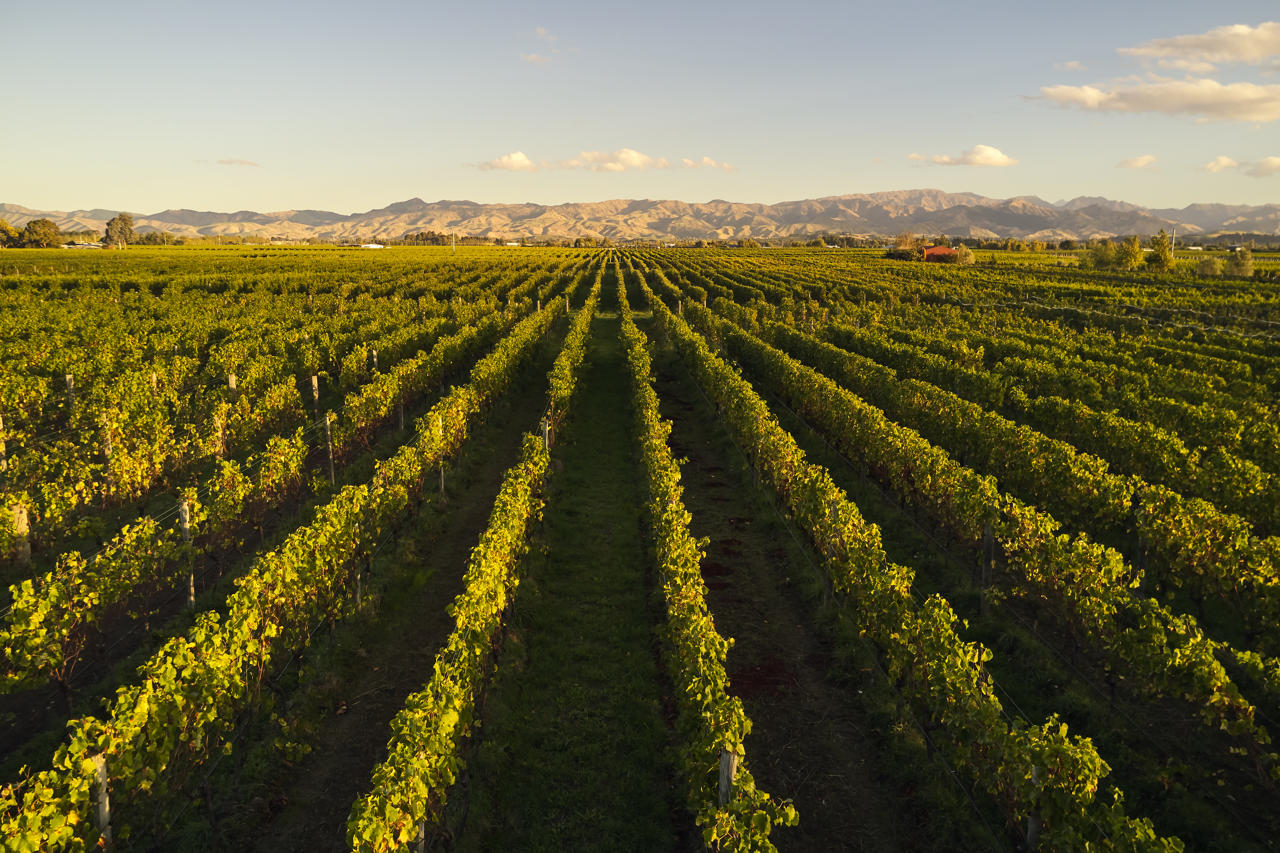 Herzog Vineyards