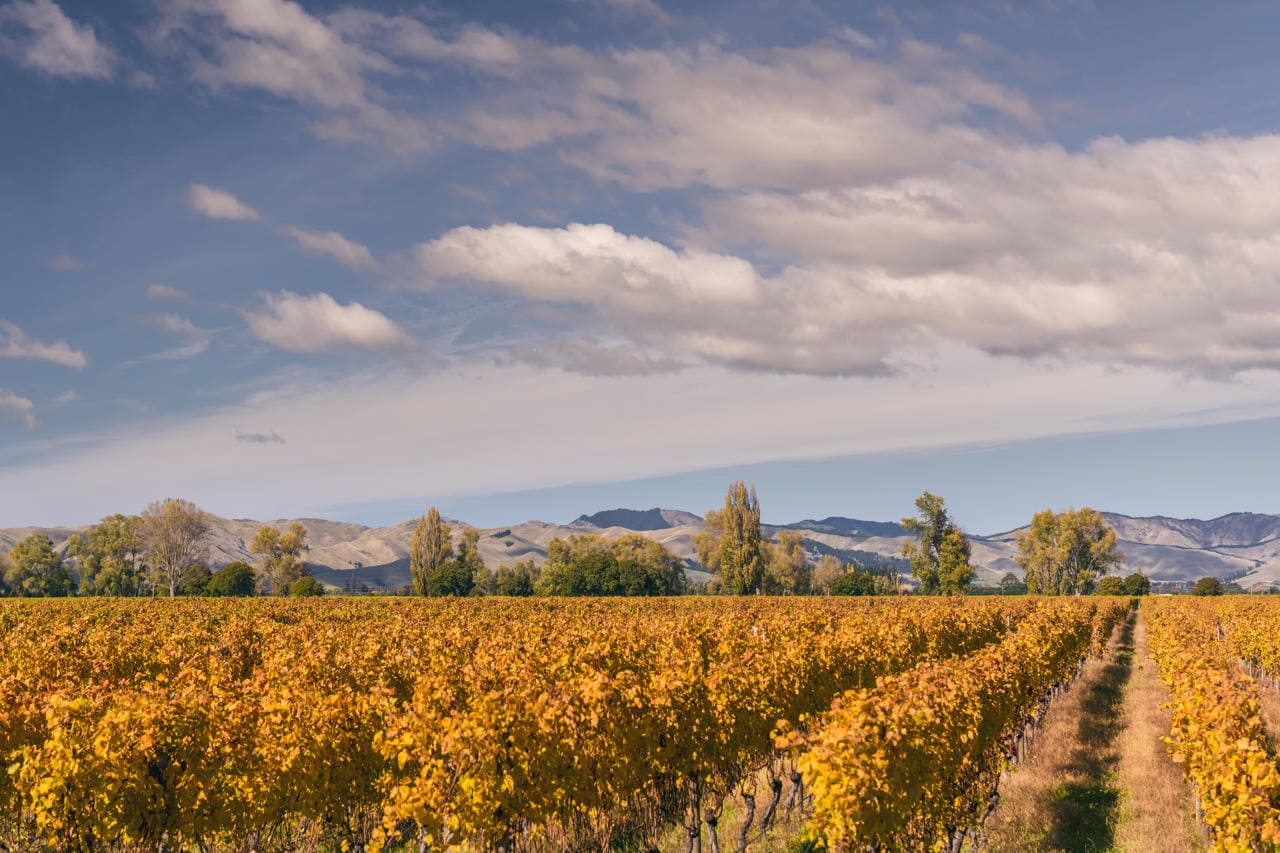 New Zealand Autumn Vines
