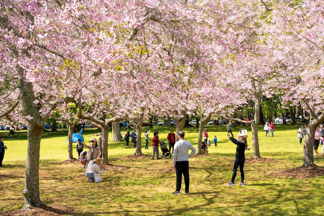Cherry Blossoms New Zealand Spring