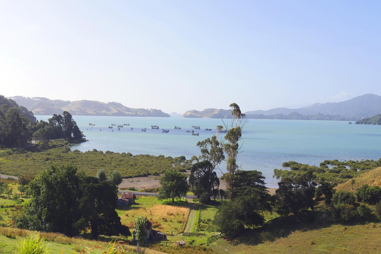 Visiting New Zealand in January