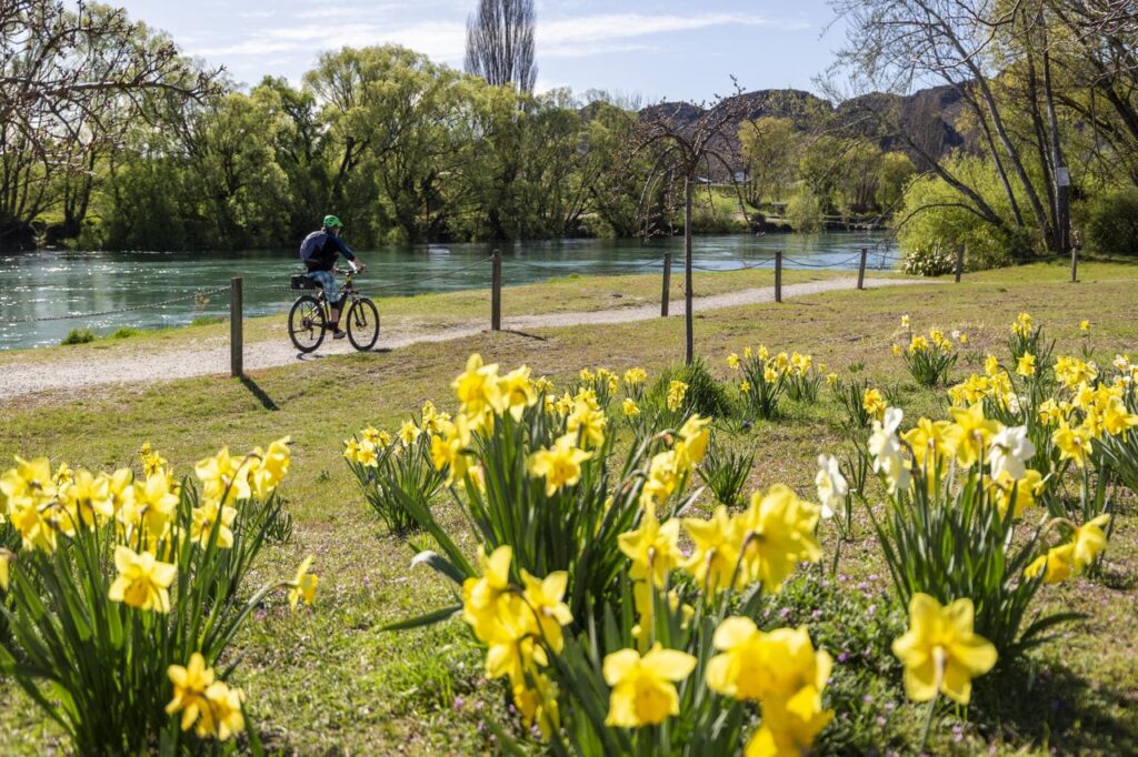 Daffodils, Visiting New Zealand in Spring