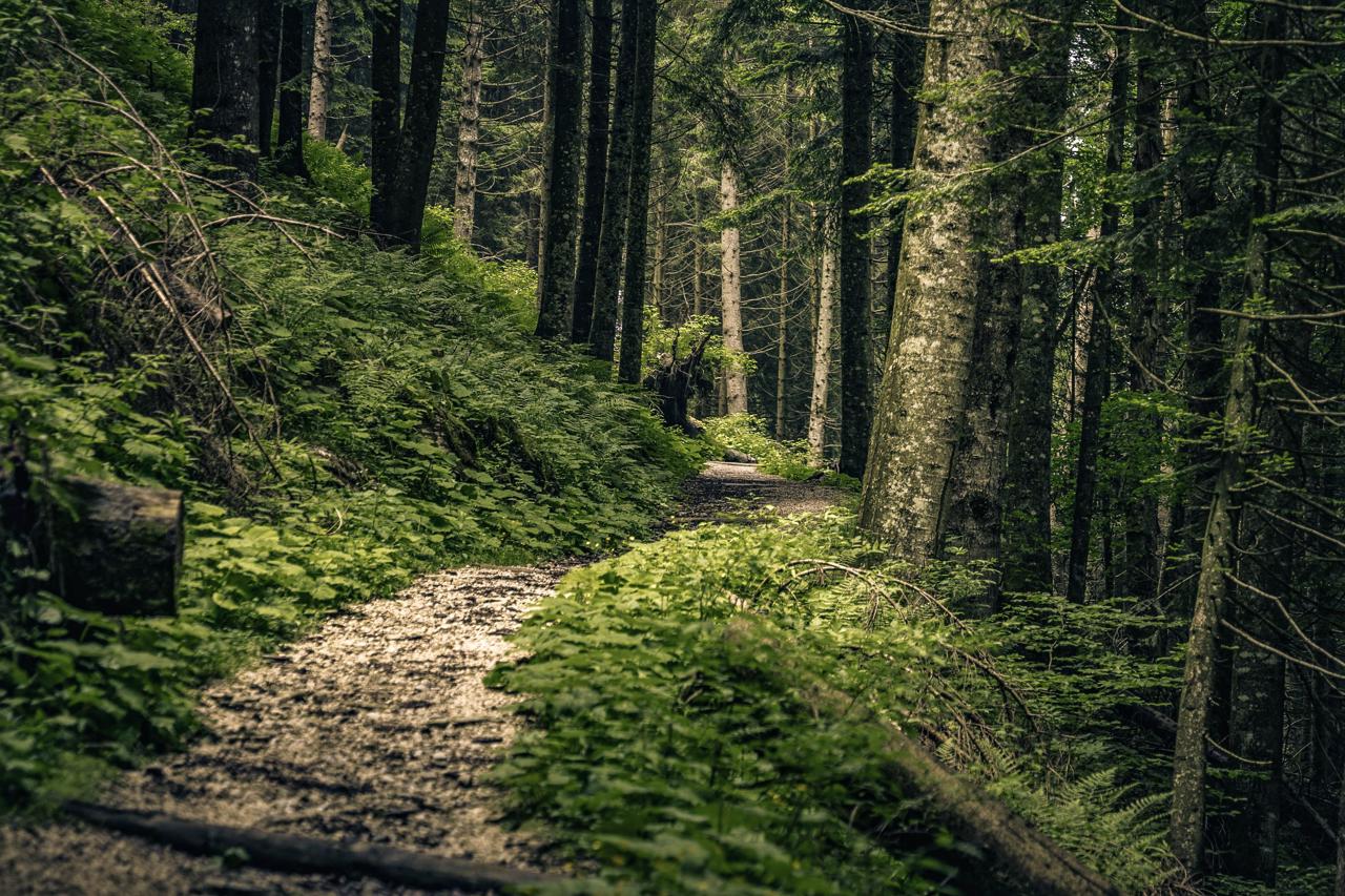Day-by-Day Itinerary Lake Waikaremoana Te Araroa Walk
