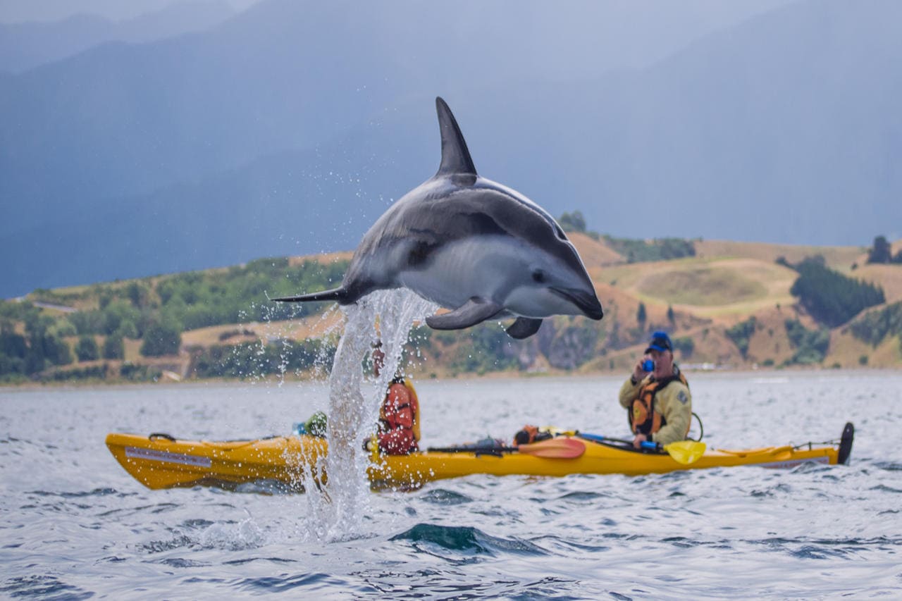 Kaikoura kayaks dolphin