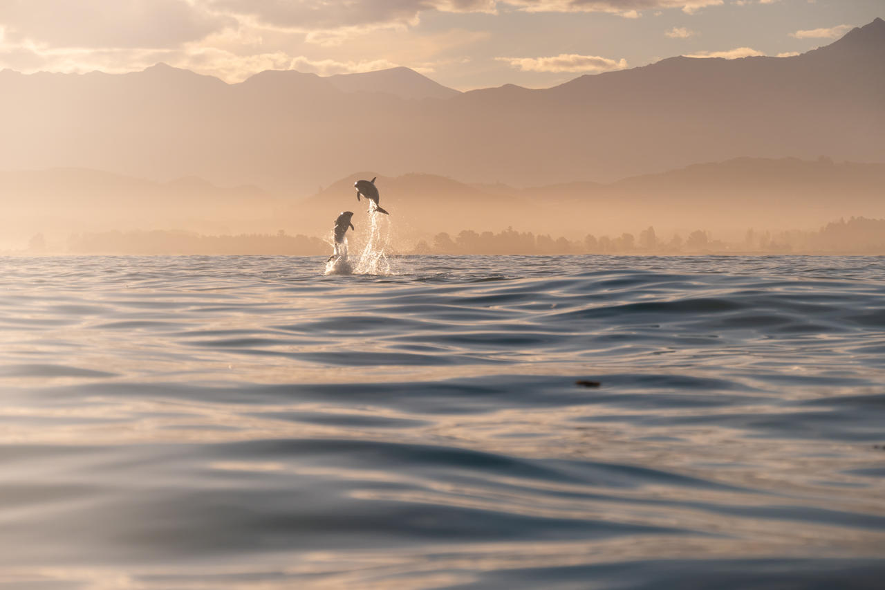 Kaikoura kayaks dolphins playing