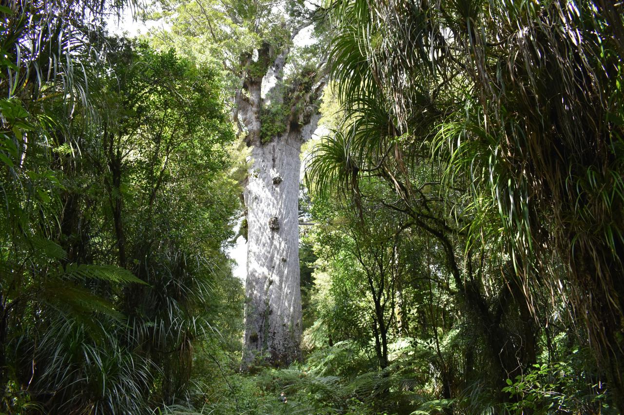 Kauri tree in New Zealand