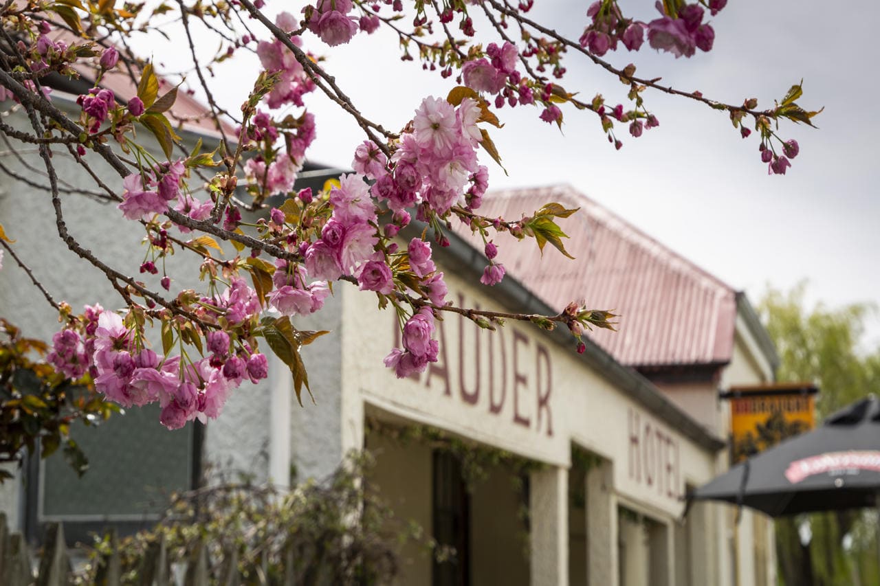 New Zealand spring blossoms