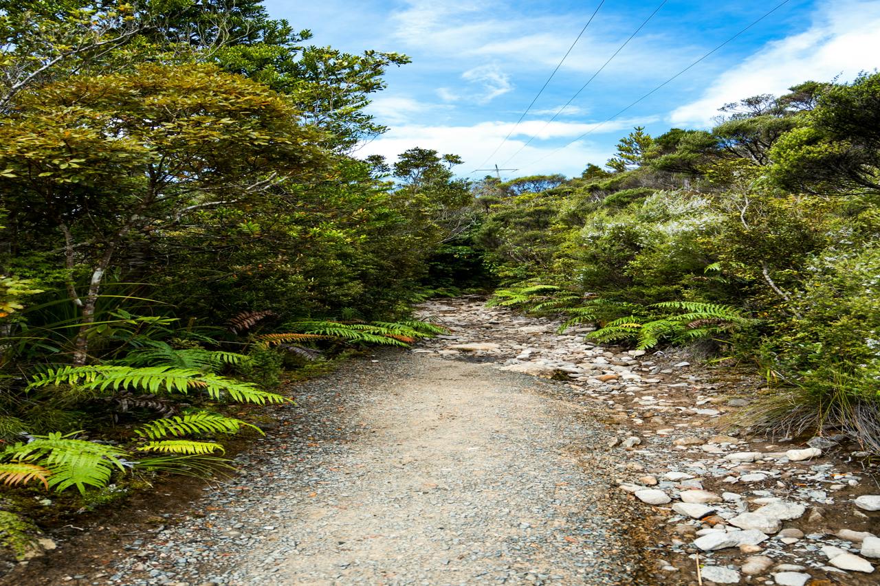 Pinnacles walk Kauaeranga Kauri Trail
